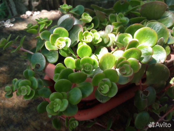 Седум Makinoi Cosmos