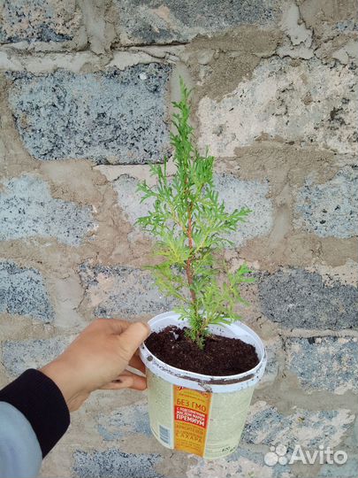 Туя смарагд