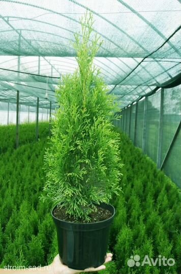 Туя западная 40 см