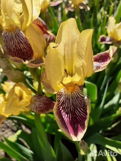 Ирисы бородатые сортовые