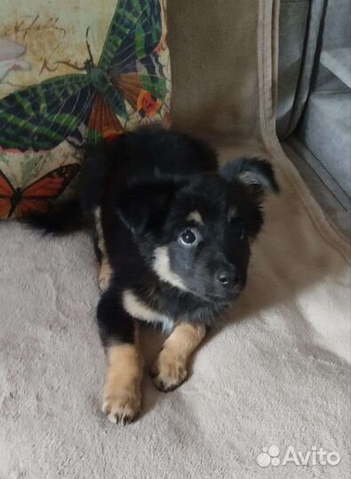 Щенок в добрые руки Бронь