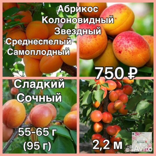 Абрикос и персик колоновидный