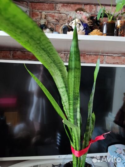 Сансевиерия щучий хвост