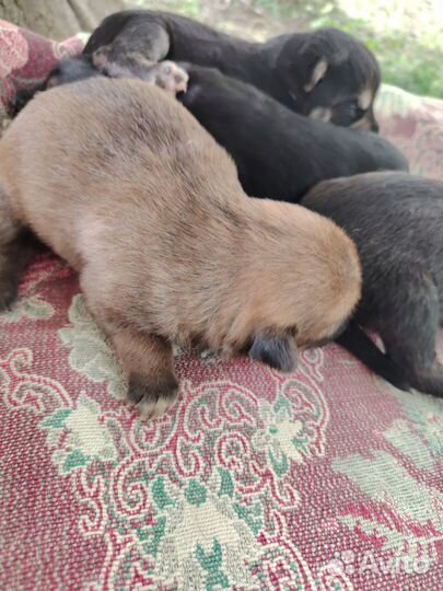 Отдают щенков