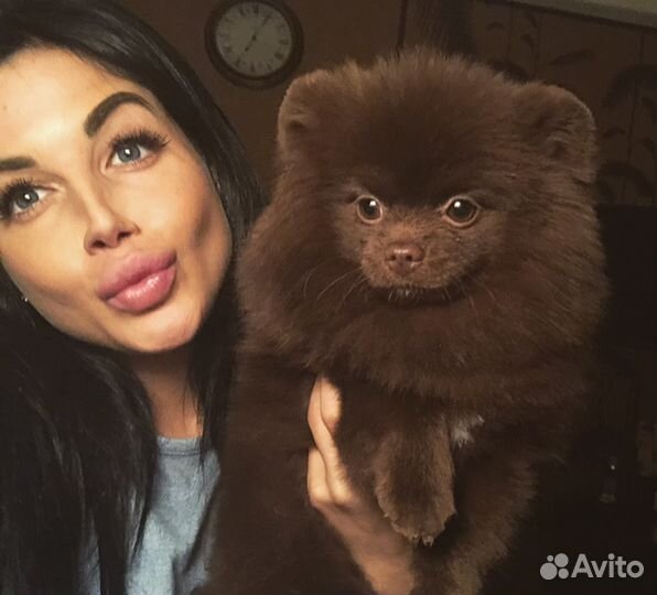 Вязка, ищем невесту