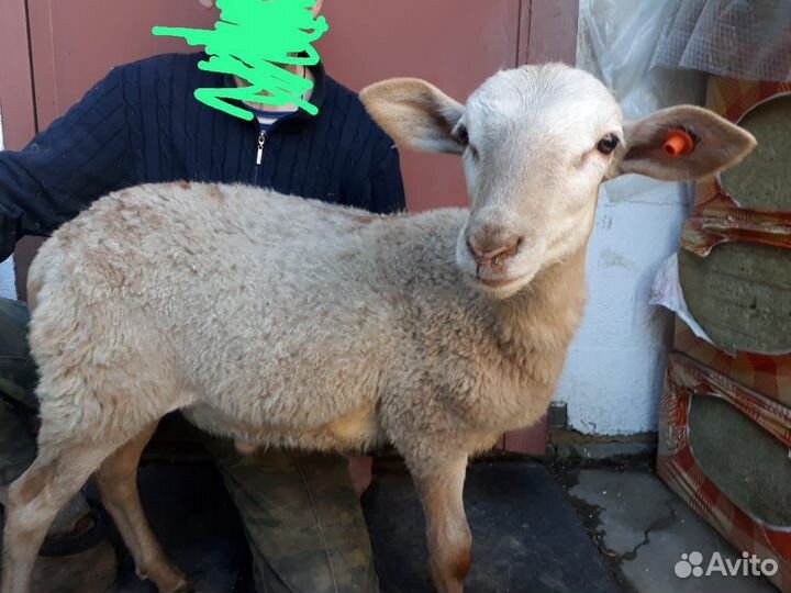 Баран чистокровный катумский