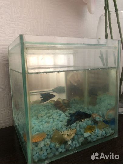 Аквариум с рыбкой