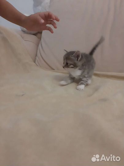 Котята в добрые руки 1 месяц