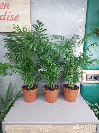 Хамедорея d 17