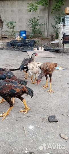 Бойцовский цыпляты и куры и петух на продажу