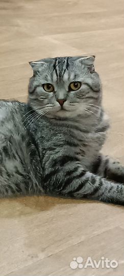 Отдам котов в добрые руки