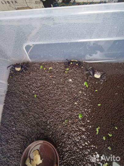 Крабы вампиры