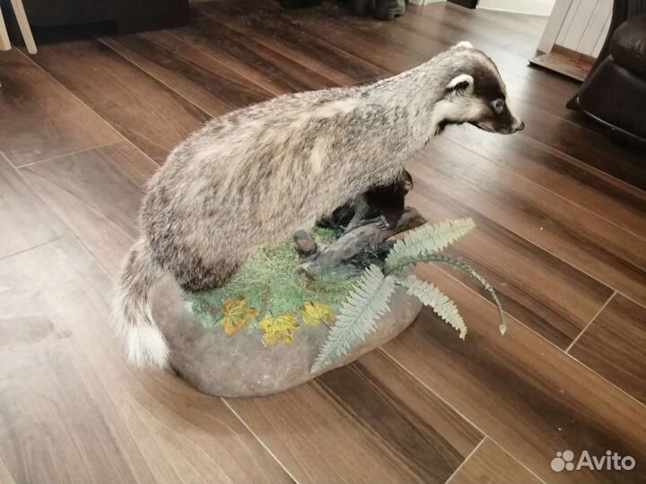 Продам чучело барсука