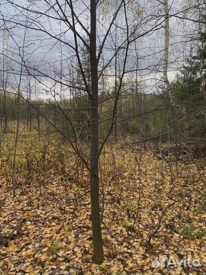 Сосна, ель, береза саженцы оптом