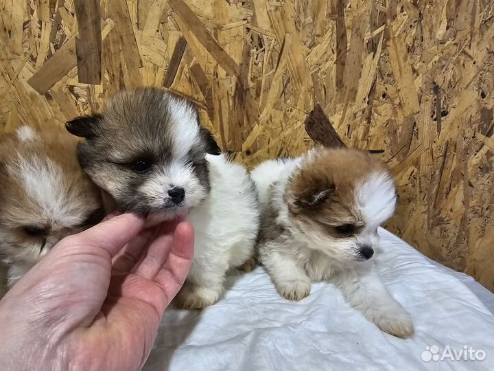 Шпицедетки