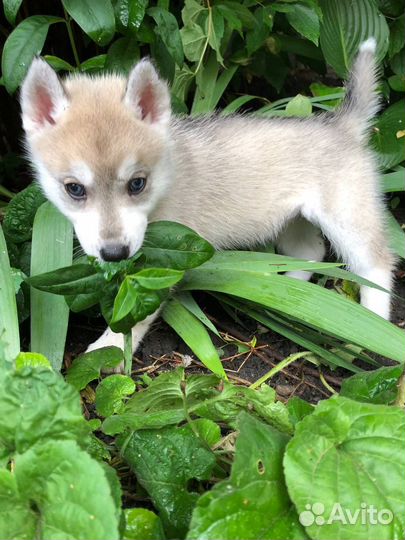 Сибирский хаски