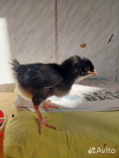 Цыплята плимутрок