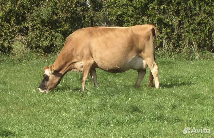 Джерсейская корова