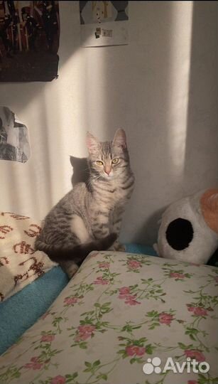 Бесплатно в добрые руки