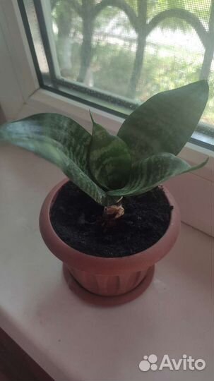 Сансевиерия