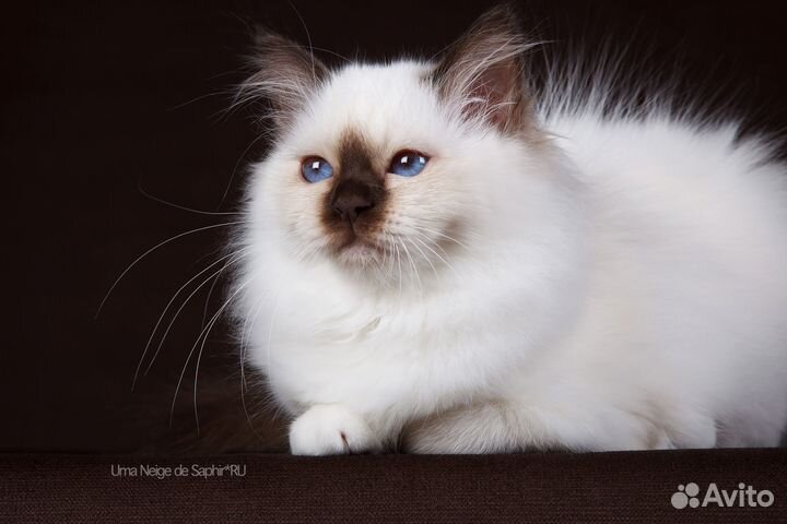 Котята породы Священная Бирма