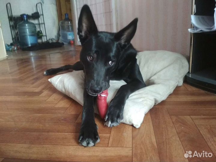 Собака в добрые руки