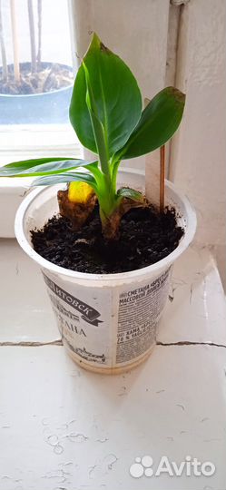 Карликовый банан