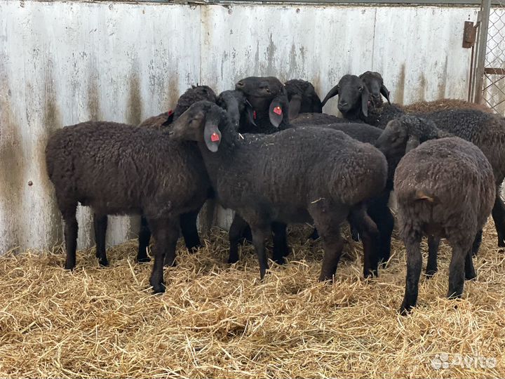 Баранчики Гиссарской породы