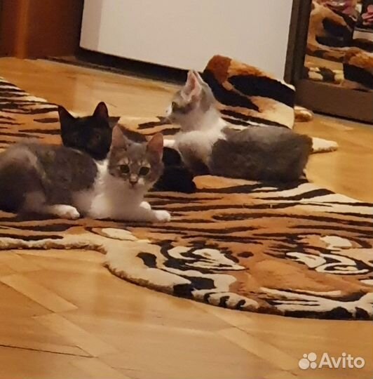 3 трехмесячных котенка