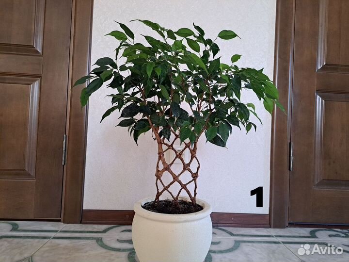 Комнатные растения. Фикус Бенджамина