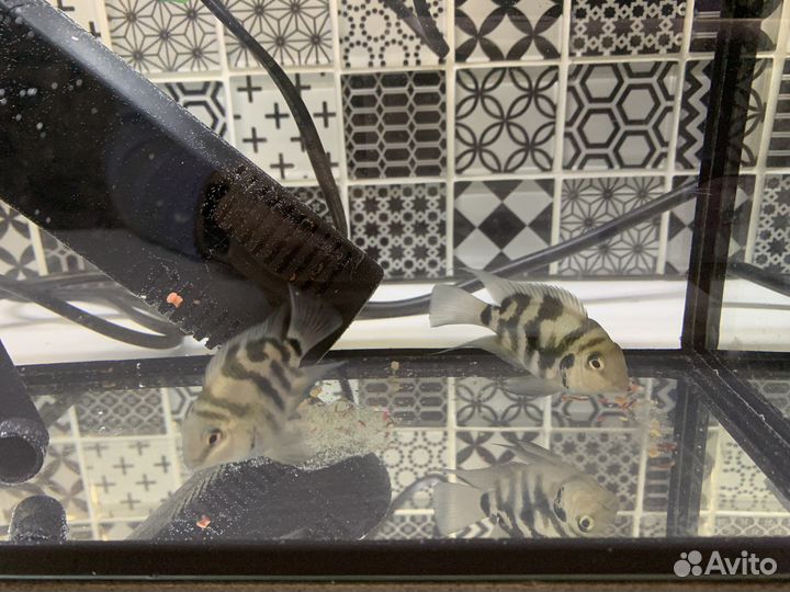 Продам пару сапфировых попугаев