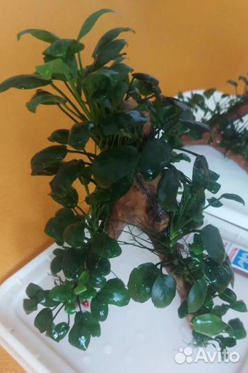 Аквариумные растения: анубиас нана на коряге