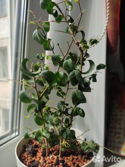 Сортовые фикусы