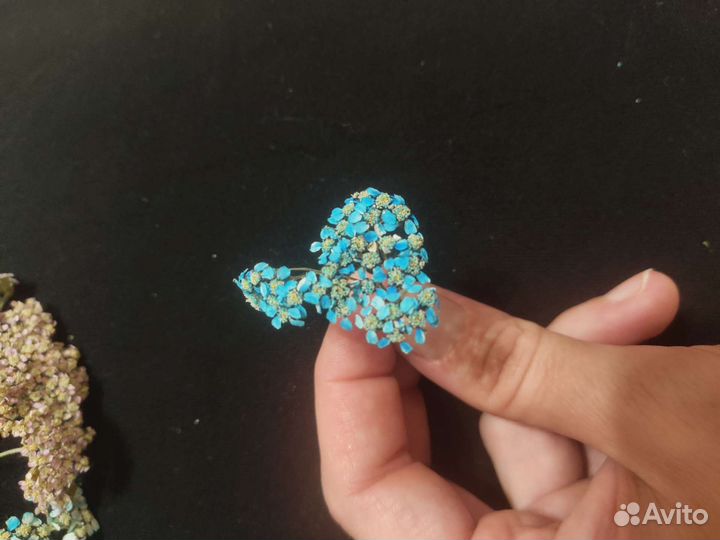 Сухоцветы для творчества