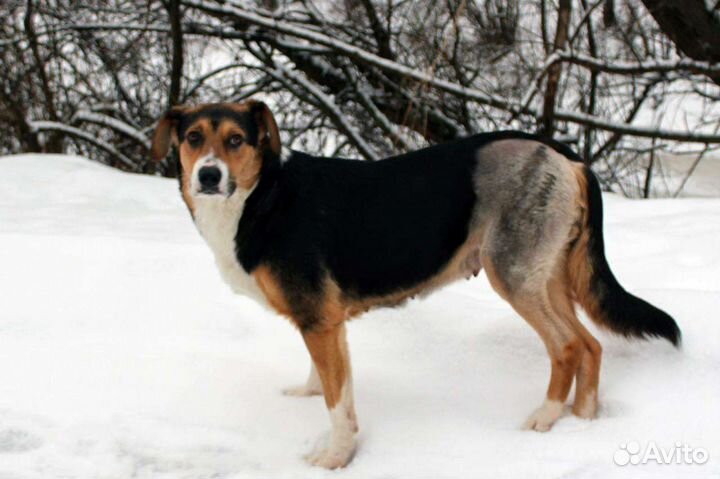 Собака в добрые руки