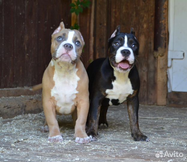 Американский булли