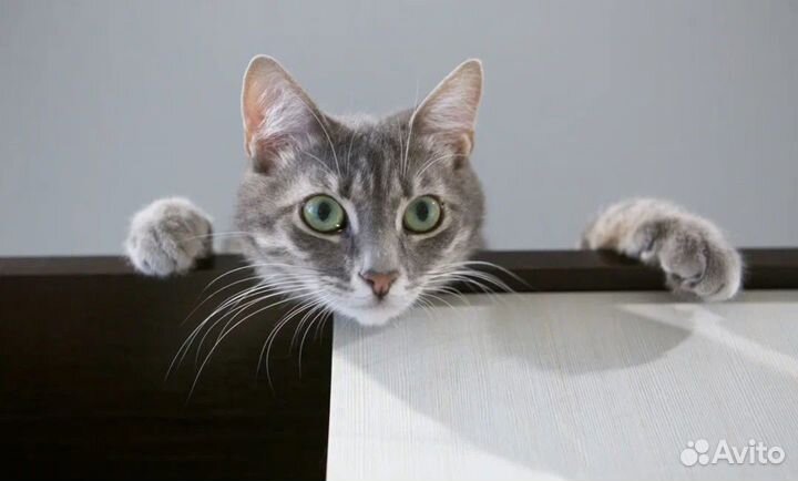 Котик 1,5 года