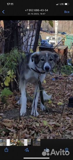 Собака в добрые руки