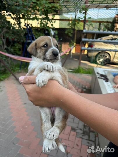 Щенок ищет дом