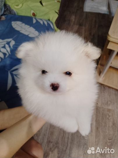 Щенки шпица