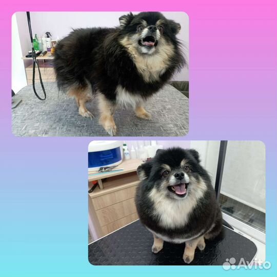 Стрижка и уход за Вашими питомцами