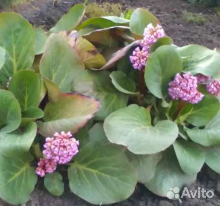 Бадан розовый, примулы,Бузульник