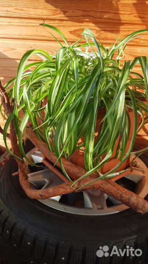 Хлорофитум кучерявый хохлатый