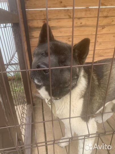 Американская акита