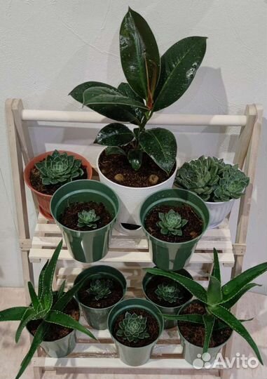 Суккуленты, алоэ