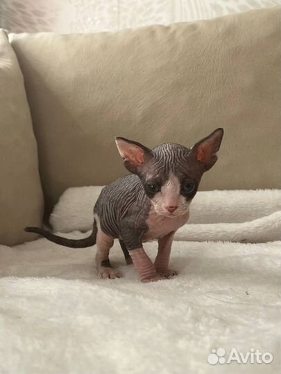 Канадский сфинкс