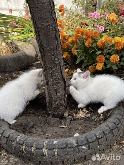 Отдам котиков в добрые руки