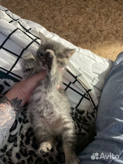 Котенок, голубая сибирская