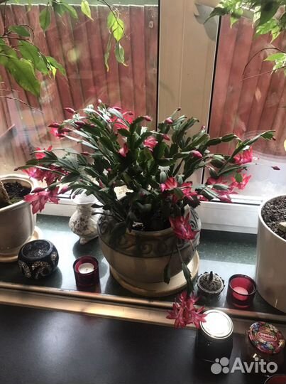 Декабрист шлюмбергера