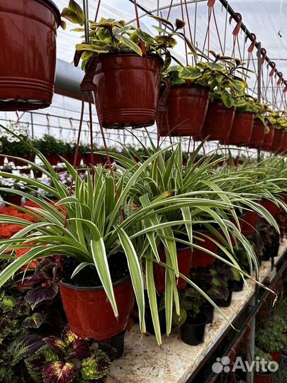 Хлорофитум озеленение растения